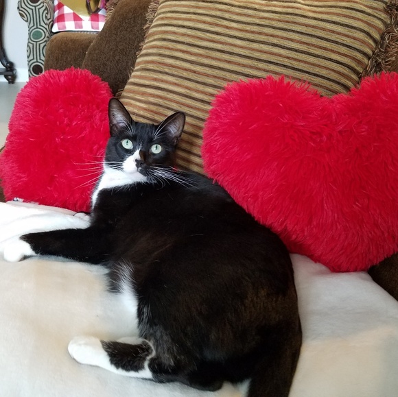 Meet your Posher, Jessica - Picture 4 of 4